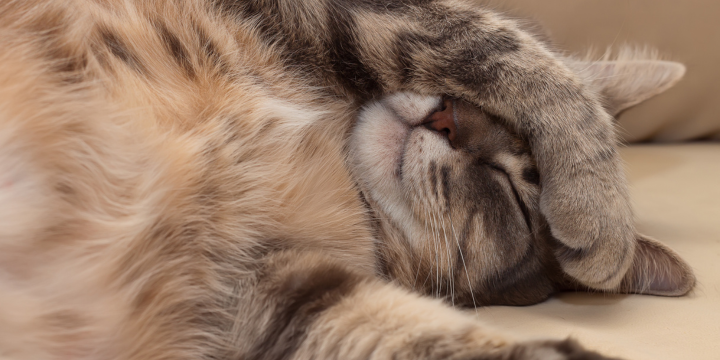 Eine Katze legt die Pfote über ihr Gesicht und schläft