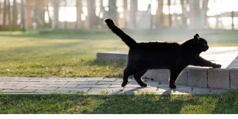 Freilaufende Katzen: Was Du über ihre Lebensweise und Sicherheit wissen musst