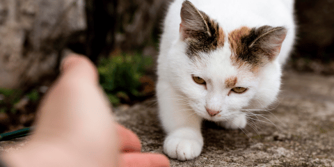 Katzen einfangen für den Tierarzt: Sanfte Methoden für ängstliche Katzen
