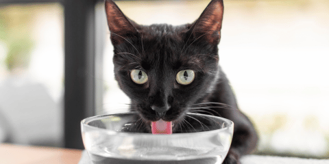 Wie lange kann eine Katze ohne Wasser überleben? Wichtiges Wissen für Katzenbesitzer