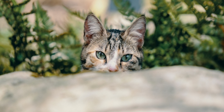 Katzen in der Natur schaut über einen Stein hervor