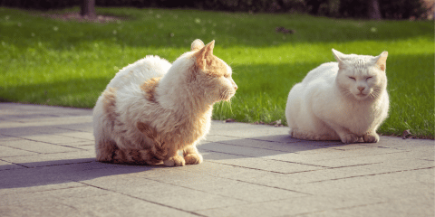 2 Kastrierte Kater zusammen halten: Tipps für ein harmonisches Zusammenleben