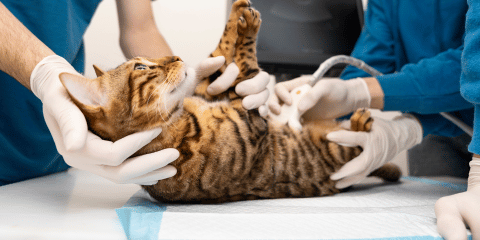 Ab wann kann man Katzen kastrieren? Tipps für verantwortungsvolle Tierhalter