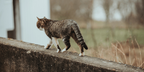 Freigänger Katze impfen: Wichtige Infos und Tipps für Katzenbesitzer