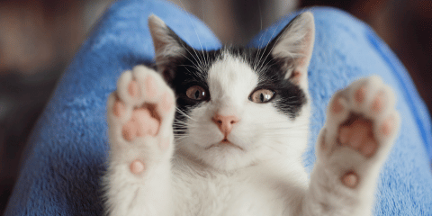 Freigänger Katze krallen schneiden: Tipps für Pflege und Gesundheit