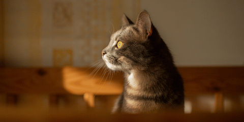 Katze alleine lassen bei der Arbeit – so wird’s stressfrei für Euch beide!