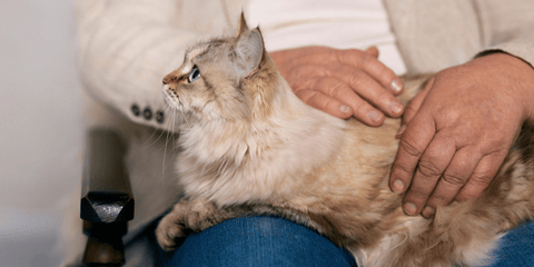 Katze sterilisieren oder kastrieren: Vorteile und Kosten für Besitzer
