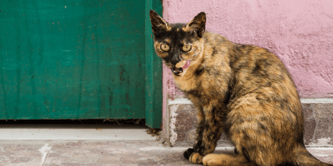 Straßenkatze adoptieren: So findest Du die perfekte Begleiterin fürs Leben