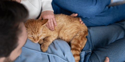 Warum setzen sich Katzen auf Menschen? Verstehe ihr Verhalten und die Zuneigung