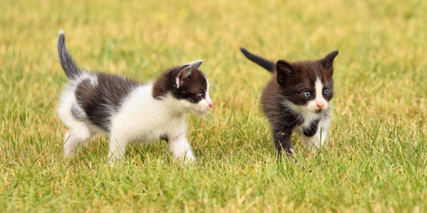 Wilde Katzenbabys: Was tun? Tipps für Rettung und Pflege